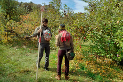 Apple picking picture 3